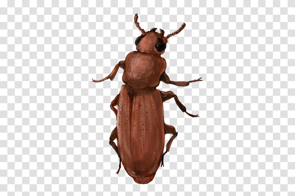 Red Flour Beetle, Insect, Invertebrate, Animal, Toy Transparent Png