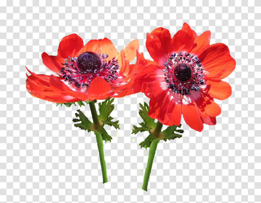 Red Flower 960, Plant, Pollen, Blossom, Daisy Transparent Png