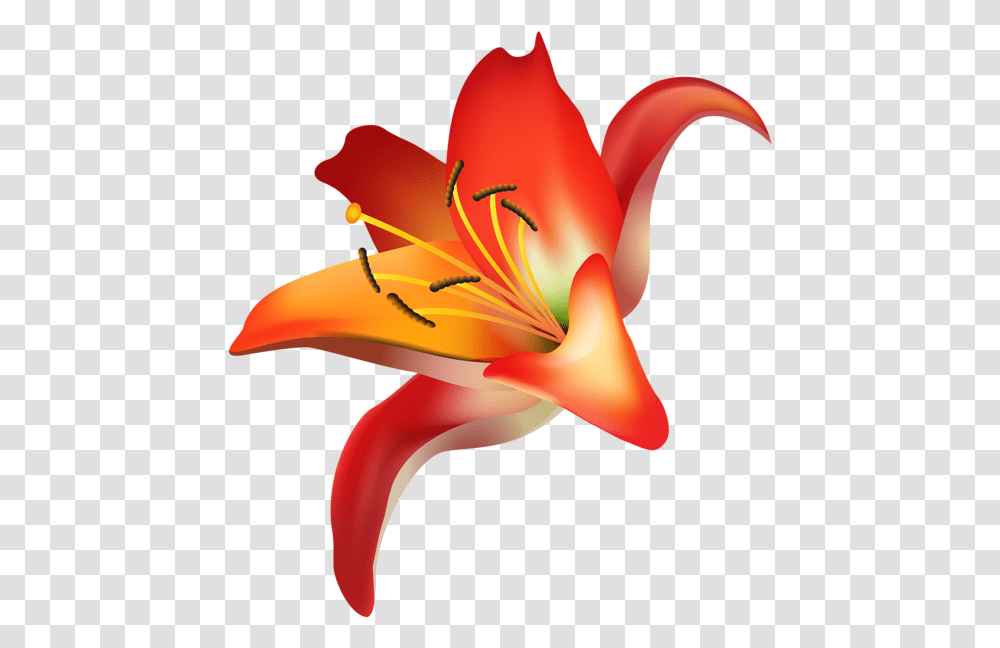 Red Flower Clip Art Image Orange Lily, Plant, Blossom, Pollen, Amaryllis Transparent Png