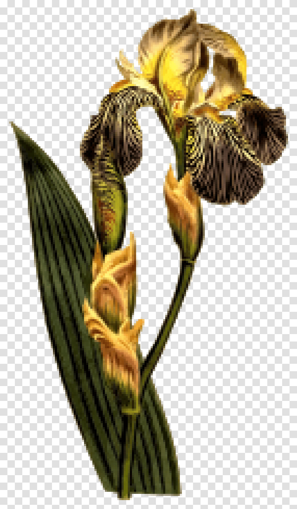 Red Flower Clip Arts For Web Clip Arts Free Iris Botanical, Plant, Blossom, Amaryllidaceae, Daffodil Transparent Png