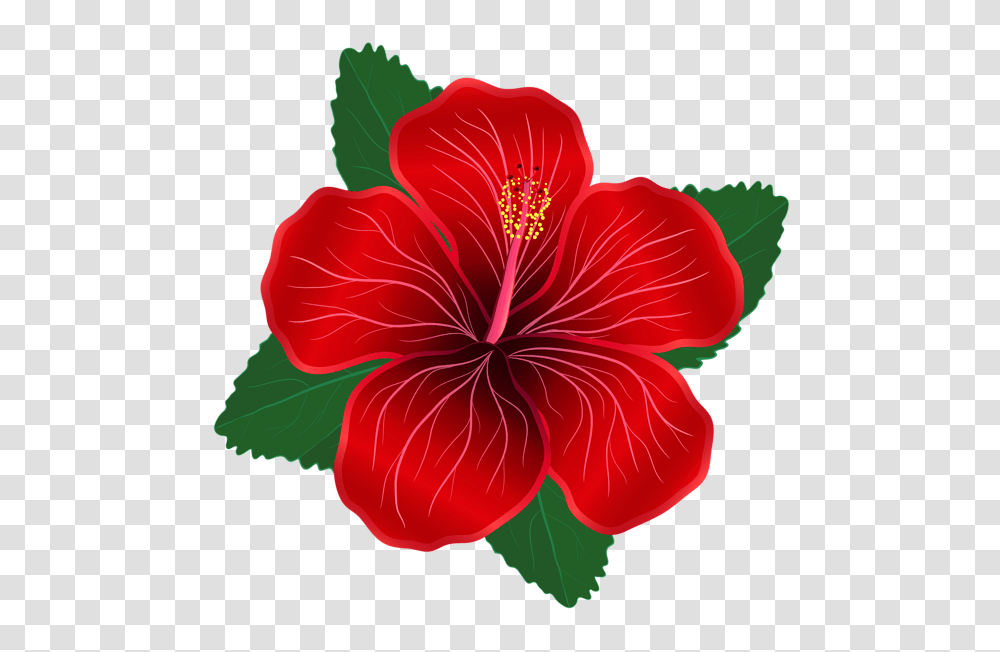 Red Flower Clipart Red Flower Clipart, Plant, Blossom, Hibiscus, Petal Transparent Png