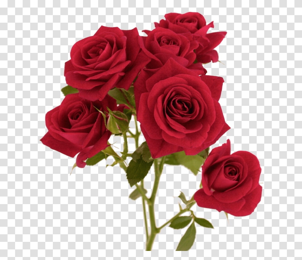 Red Flower Color Background Colour For Rose, Plant, Blossom, Flower Bouquet, Flower Arrangement Transparent Png
