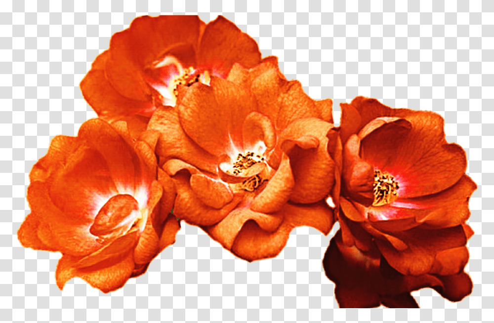 Red Flower Crown For Free Download On Mbtskoudsalg Orange Flower Crown, Plant, Anther, Blossom, Petal Transparent Png