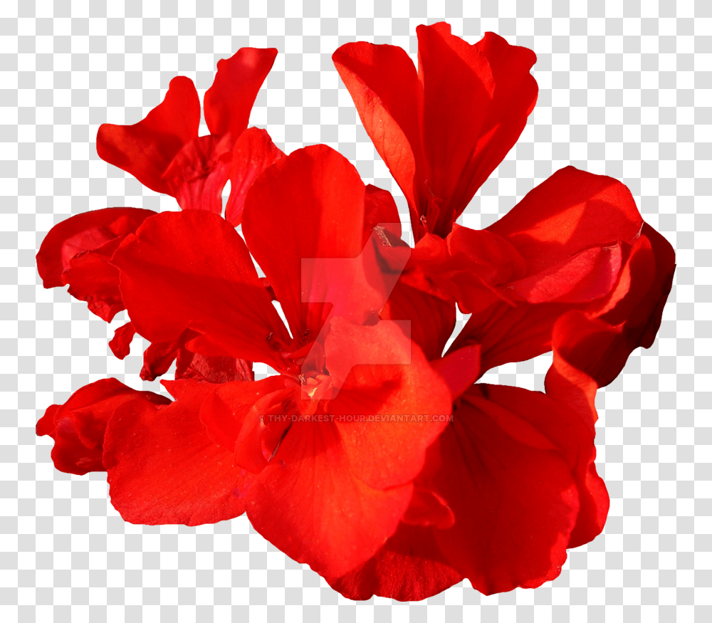 Red Flower, Geranium, Plant, Blossom, Rose Transparent Png