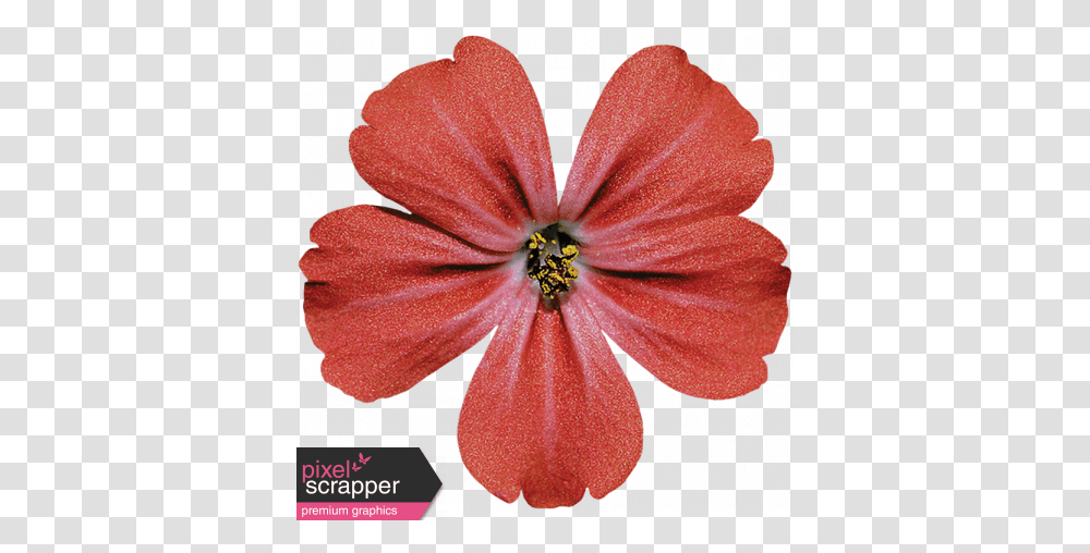 Red Flower Graphic Red Flower Pixel, Plant, Geranium, Blossom, Petal Transparent Png