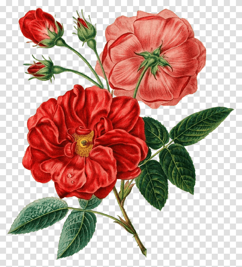 Red Flower Illustration, Plant, Blossom, Geranium, Rose Transparent Png