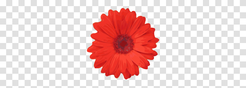 Red Flower Pedals Clip Art, Plant, Blossom, Daisy, Daisies Transparent Png