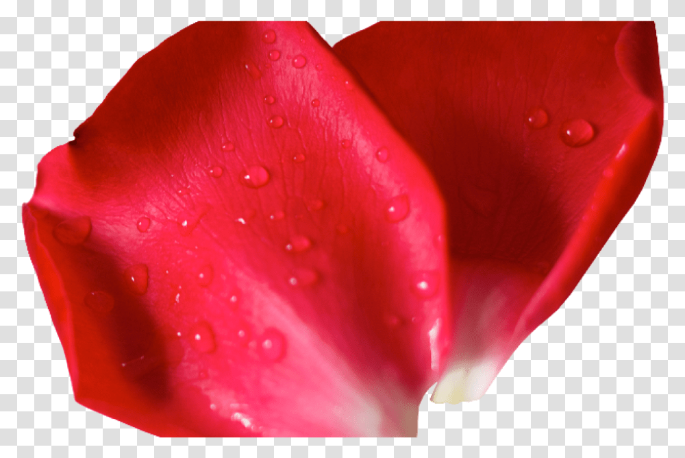 Red Flower Petals Flower Pettels, Plant, Blossom, Geranium, Droplet Transparent Png