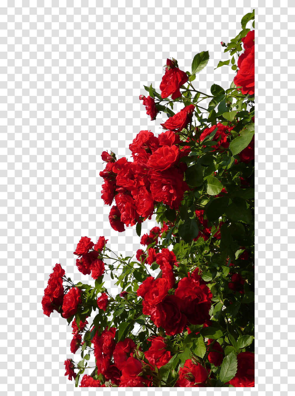 Red Flower Rose Bush, Geranium, Plant, Blossom, Carnation Transparent Png