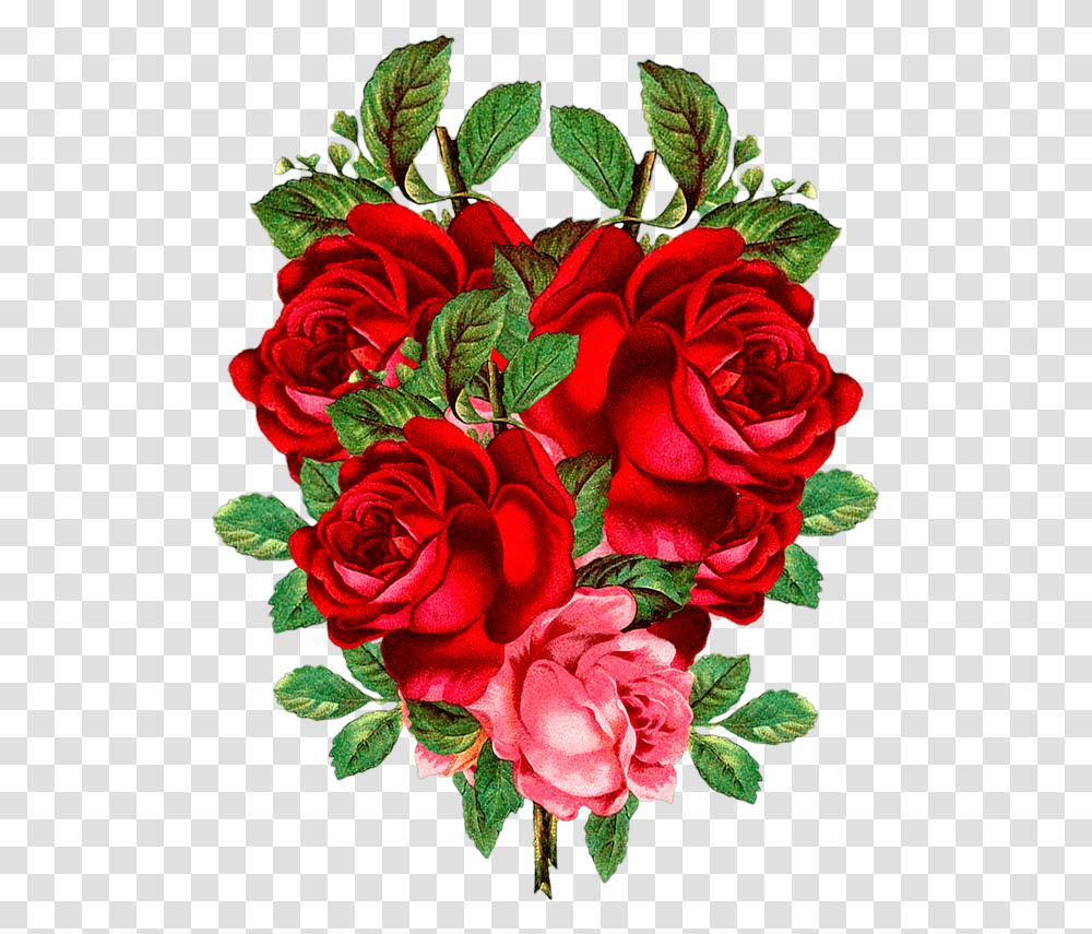 Red Flower, Rose, Plant, Blossom, Geranium Transparent Png