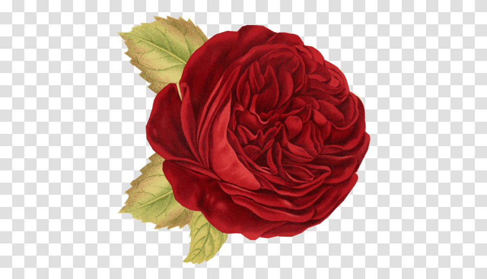 Red Flower Vintage, Plant, Rose, Blossom, Geranium Transparent Png