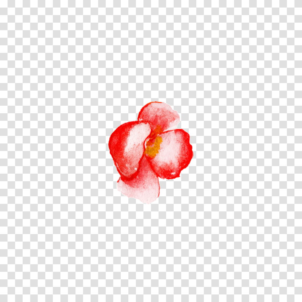 Red Flower Watercolor Hand Painted Free Download, Plant, Fruit, Food, Raspberry Transparent Png