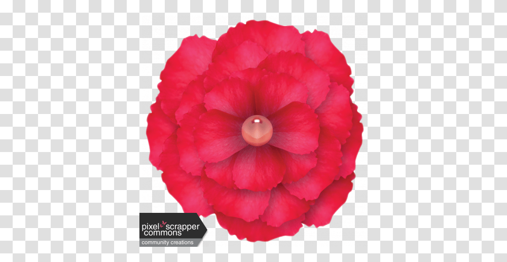 Red Flower With Gem Center Graphic By Sunny Faith Rush Begonia, Rose, Plant, Blossom, Accessories Transparent Png
