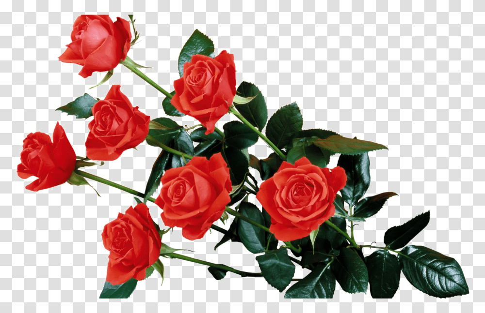 Red Flowers Background Image Rose Flower Hd, Plant, Blossom, Flower Bouquet, Flower Arrangement Transparent Png