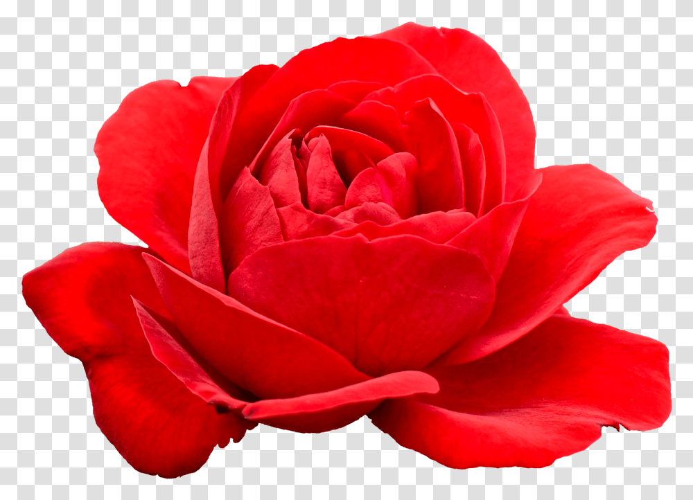 Red Flowers Background, Rose, Plant, Blossom, Petal Transparent Png