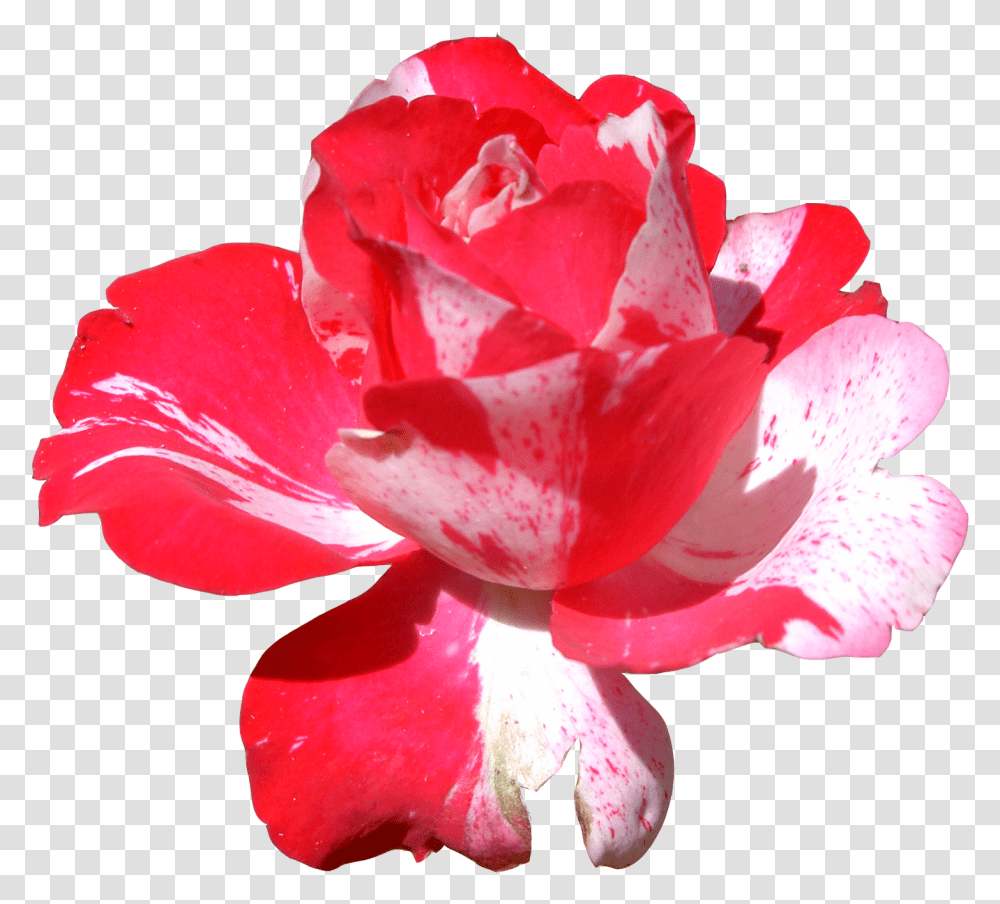 Red Flowers Bing Images Clip Art Illustrations Frida Flores Frida Kalho, Rose, Plant, Blossom, Geranium Transparent Png