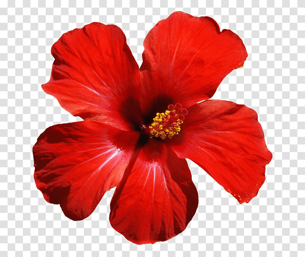 Red Flowers Download Image Arts Hibiscus Flower, Plant, Blossom, Petal Transparent Png