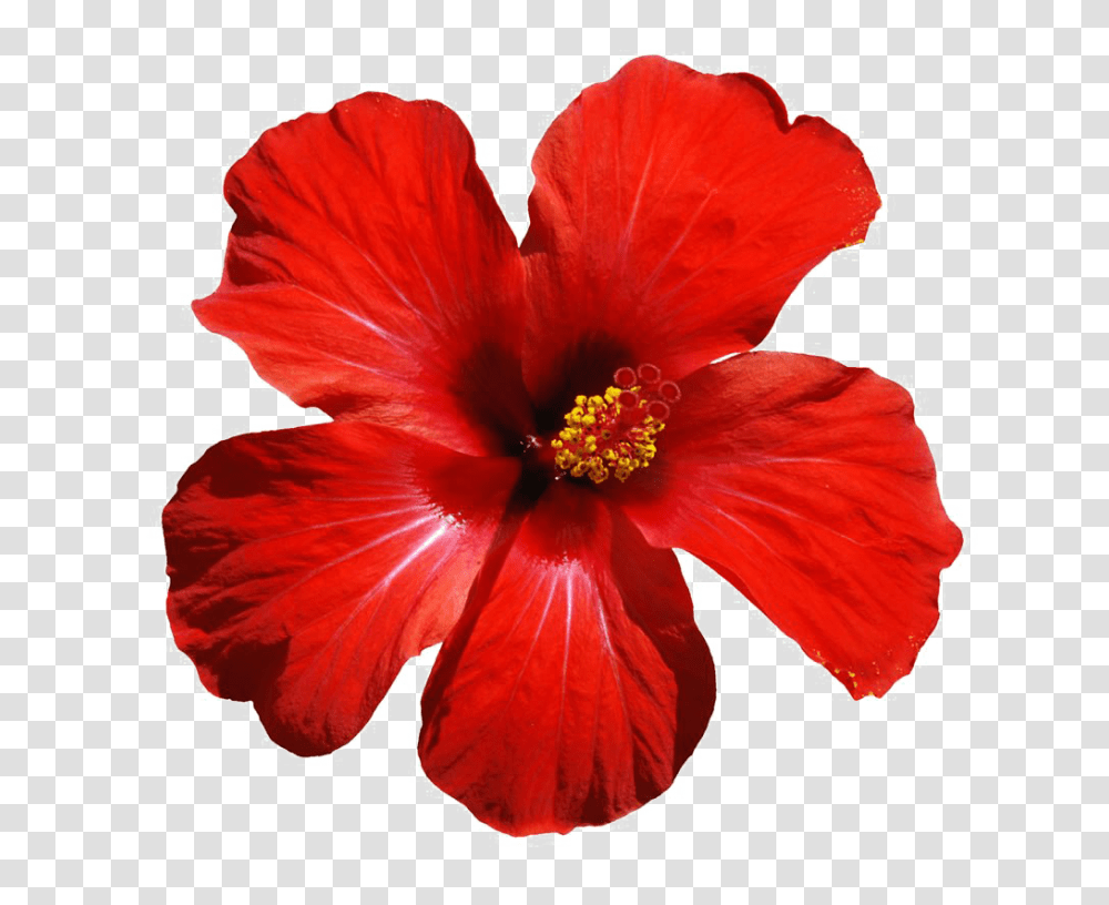 Red Flowers Download Image Arts, Plant, Hibiscus, Blossom, Petal Transparent Png