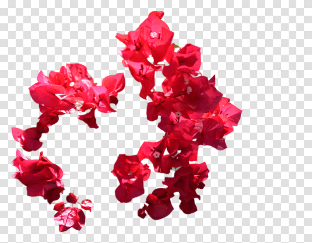 Red Flowers For Photoshop, Plant, Petal, Blossom, Geranium Transparent Png