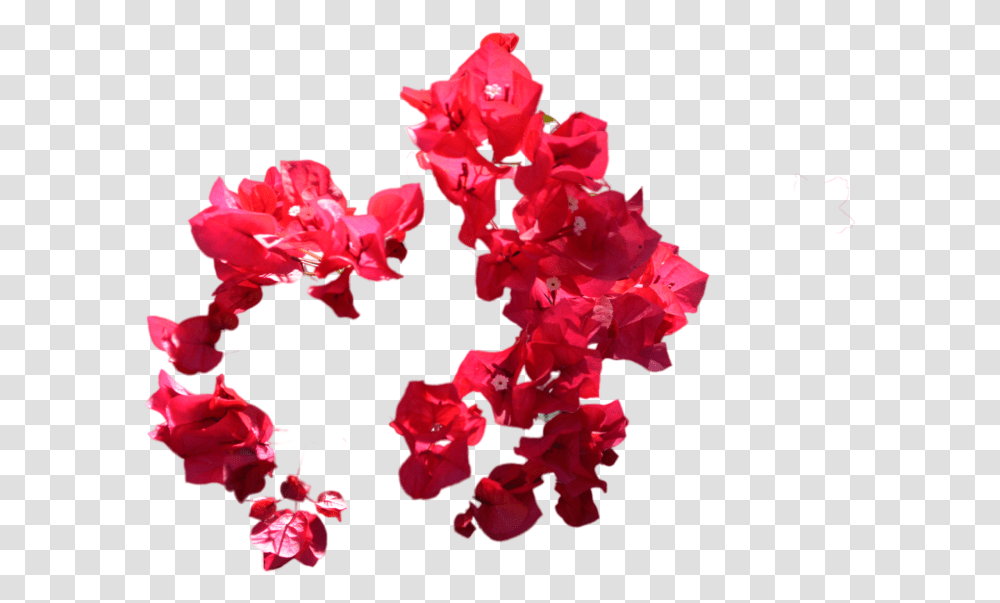 Red Flowers Photo Flowers Images For Photoshop, Plant, Petal, Blossom, Geranium Transparent Png