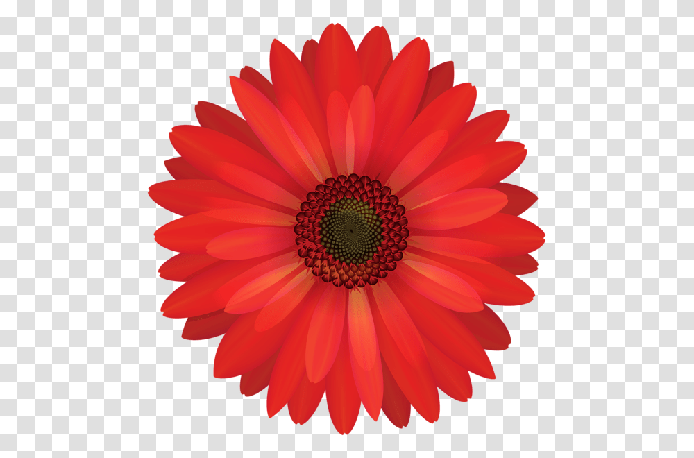 Red Flowers, Plant, Blossom, Daisy, Daisies Transparent Png