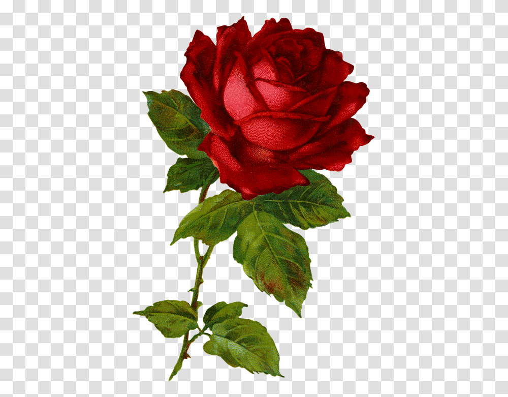 Red Flowers Plant Free Image On Pixabay Floribunda, Rose, Blossom, Acanthaceae Transparent Png