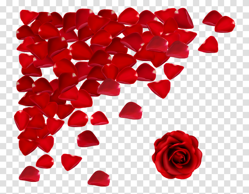 Red Flowers Red Rose Petals Background, Plant, Blossom, Transparent Png