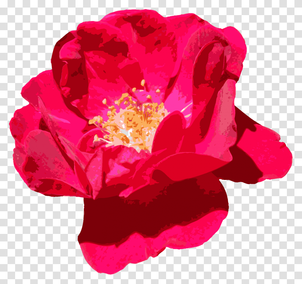 Red Flowers, Rose, Plant, Blossom, Petal Transparent Png