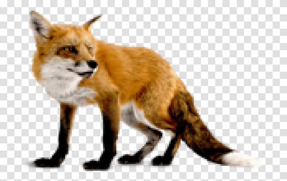 Red Fox 2 Image, Canine, Wildlife, Mammal, Animal Transparent Png