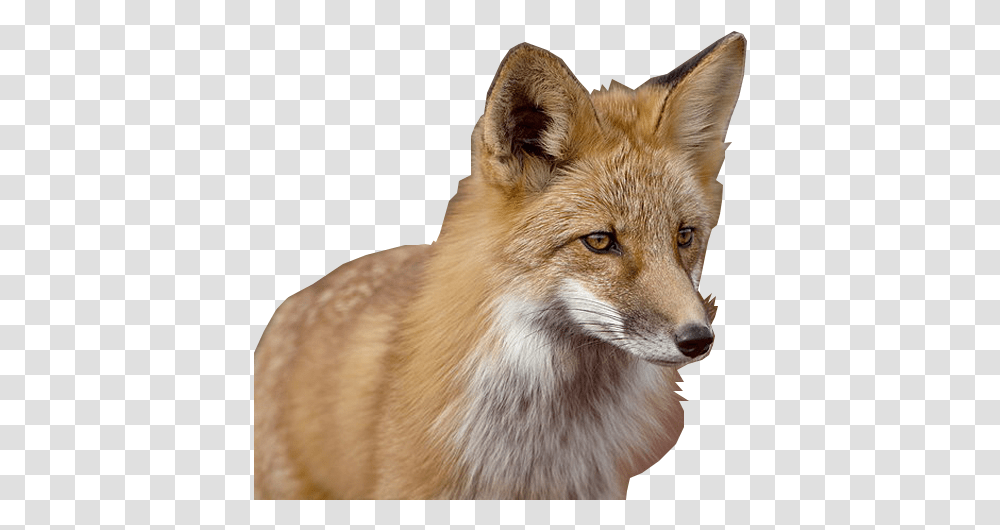 Red Fox, Canine, Wildlife, Mammal, Animal Transparent Png