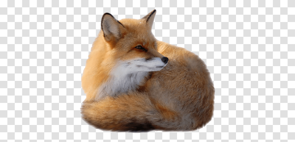 Red Fox Clip Art Fox Background, Canine, Wildlife, Mammal, Animal Transparent Png