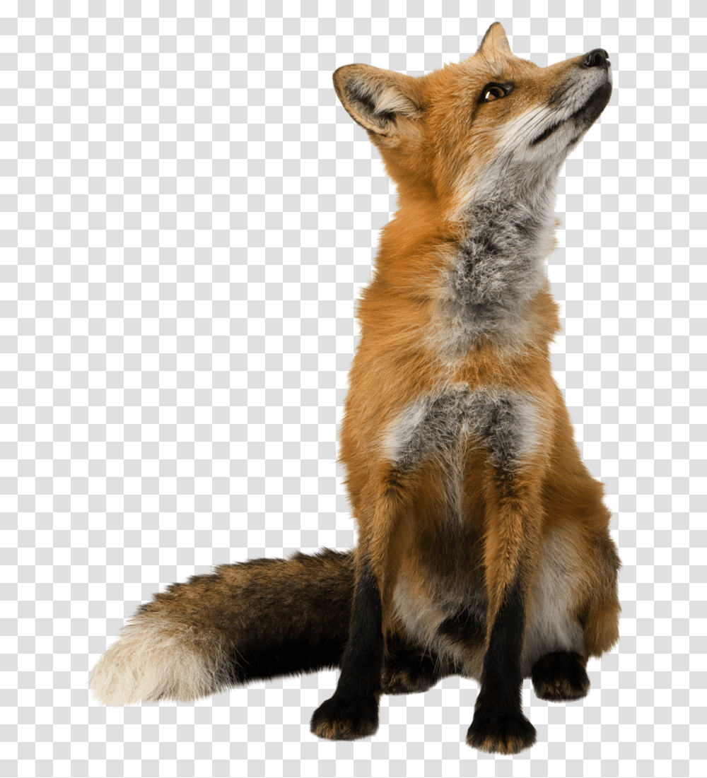 Red Fox Clip Art Fox, Kit Fox, Canine, Wildlife, Mammal Transparent Png