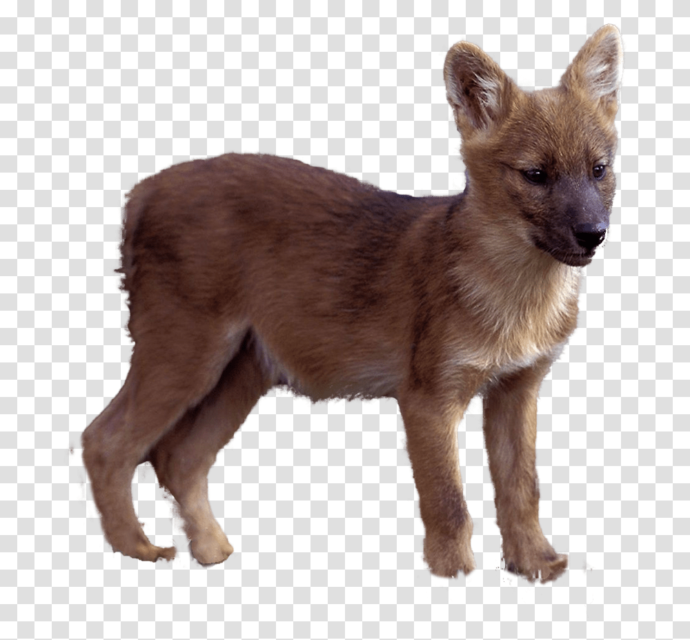 Red Fox, Dog, Pet, Canine, Animal Transparent Png