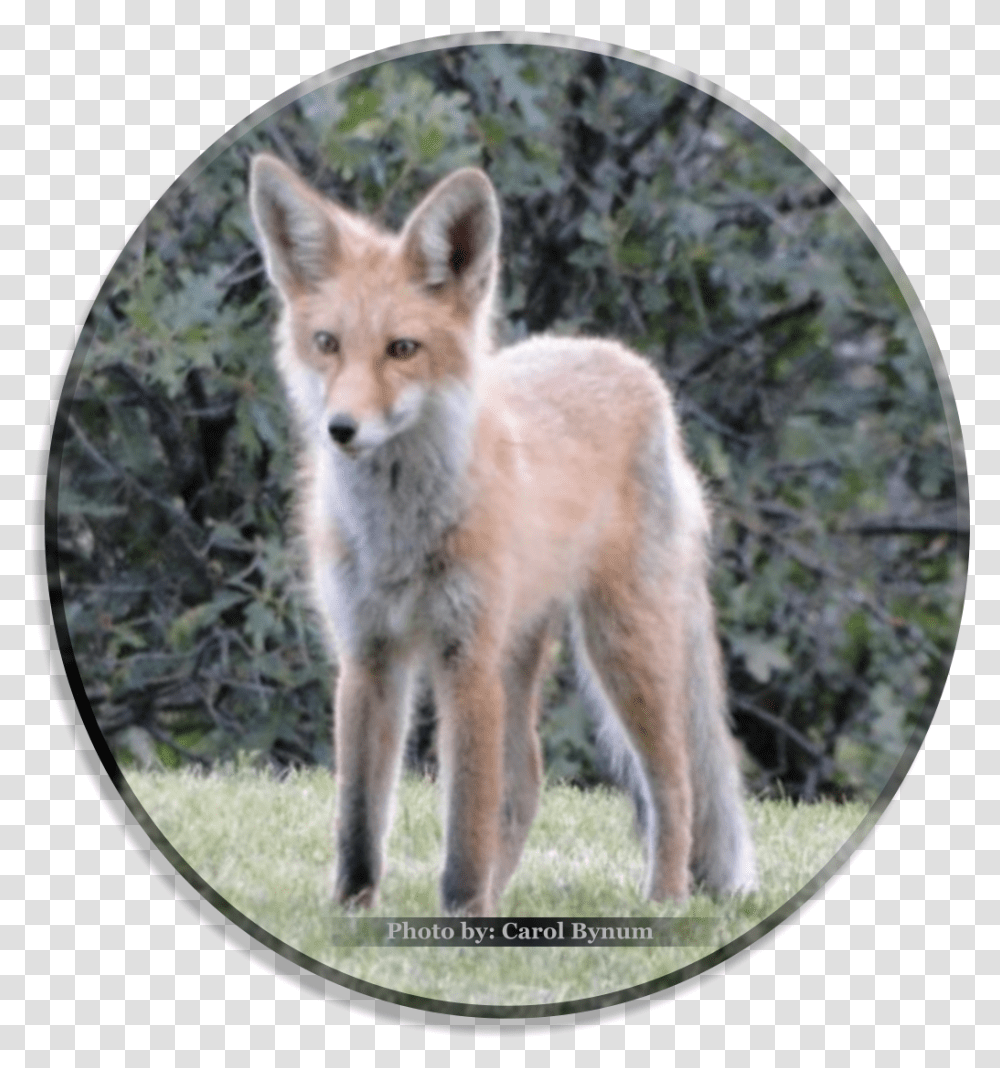 Red Fox, Dog, Pet, Canine, Animal Transparent Png