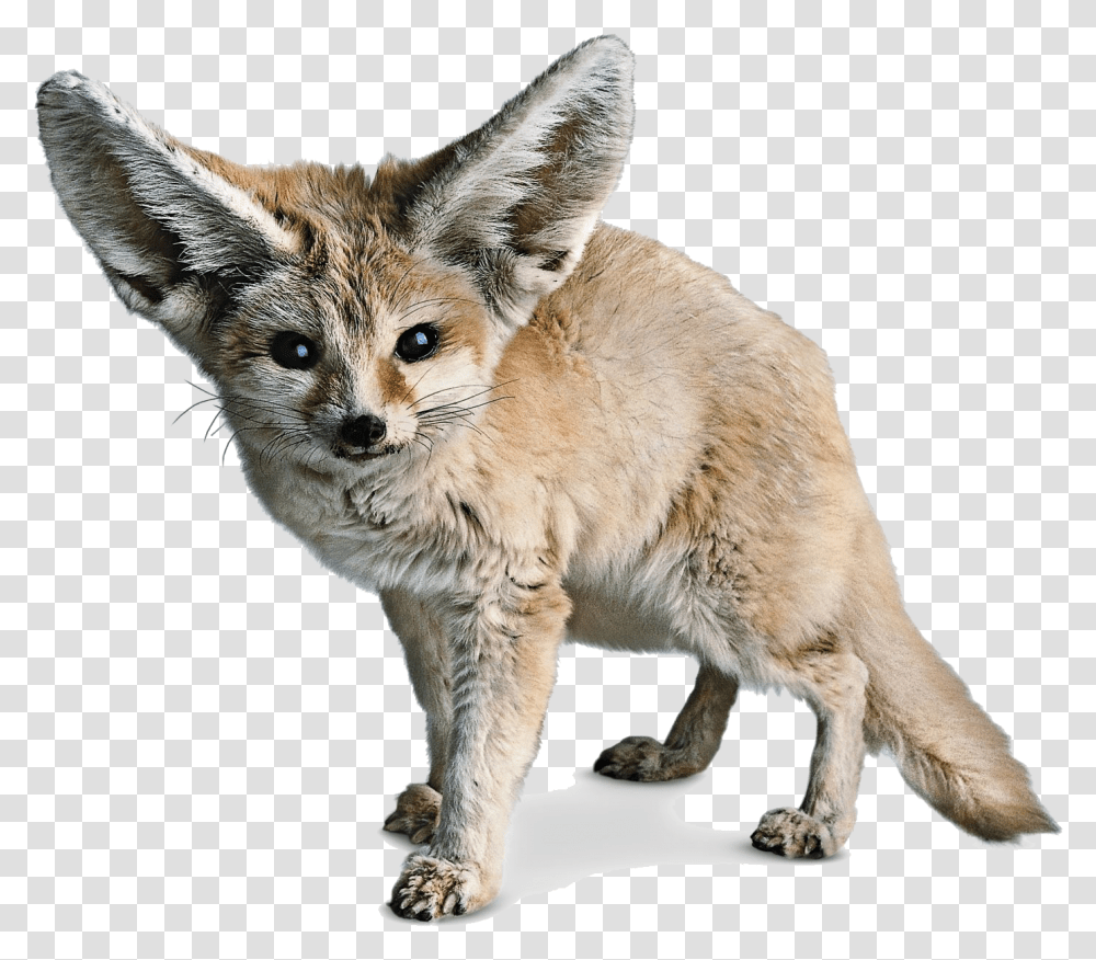 Red Fox Fennec Fox Sahara Fennec Fox White Background, Kit Fox, Canine, Wildlife, Mammal Transparent Png