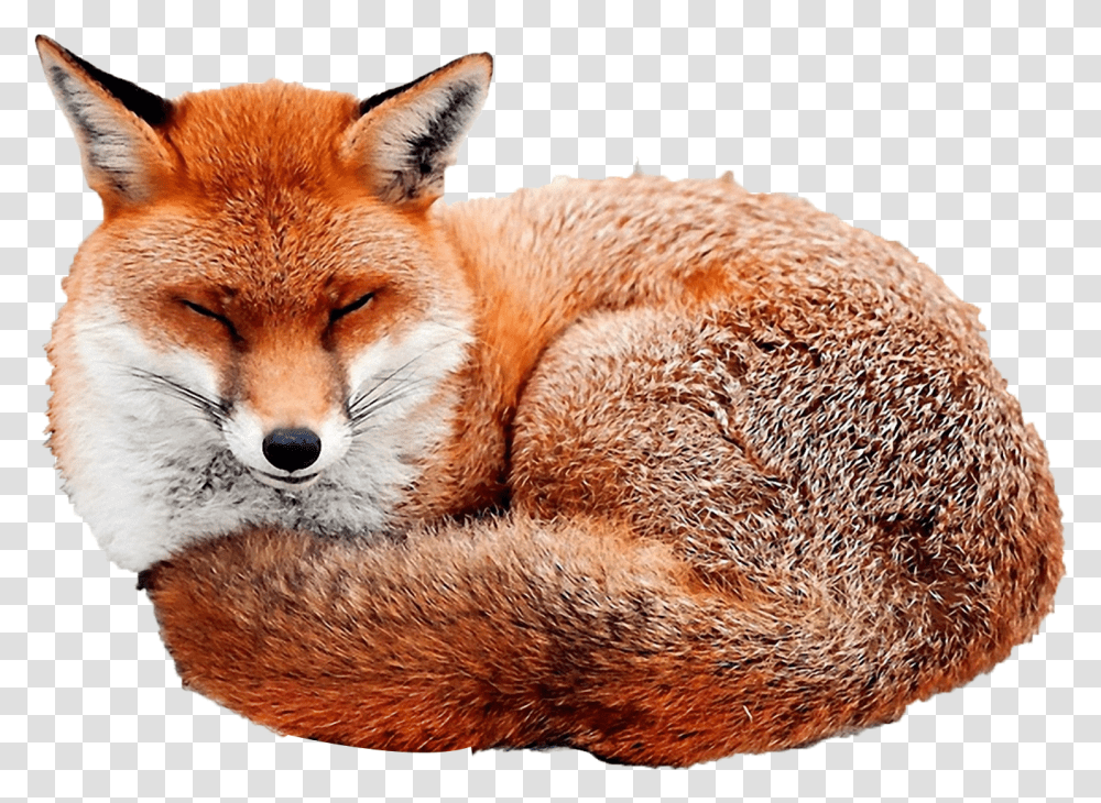 Red Fox Fox Curled Up, Canine, Wildlife, Mammal, Animal Transparent Png