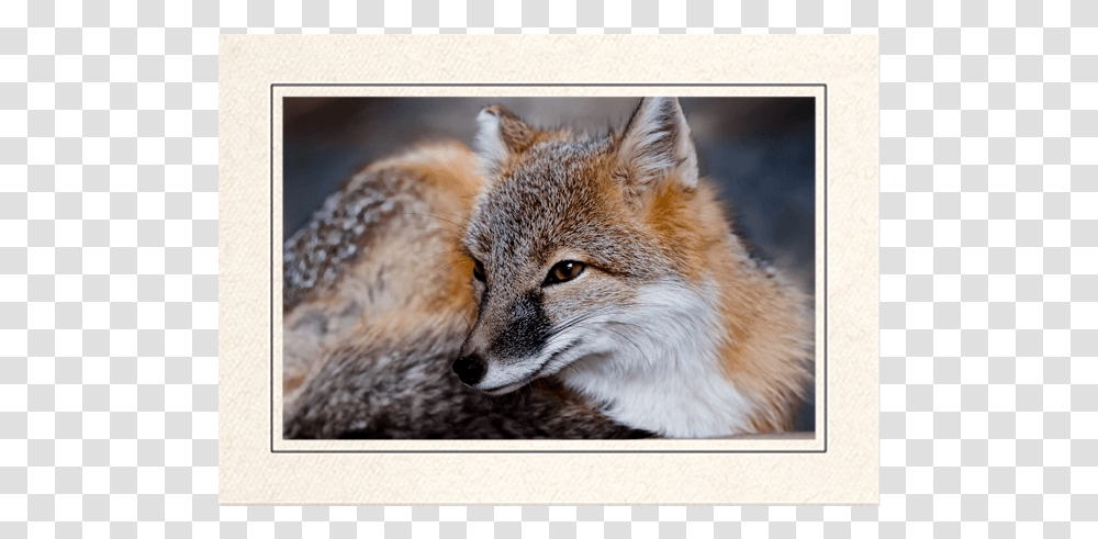 Red Fox Swift Fox, Kit Fox, Canine, Wildlife, Mammal Transparent Png