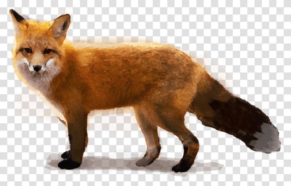 Red Fox Swift Fox, Wildlife, Mammal, Animal, Kit Fox Transparent Png