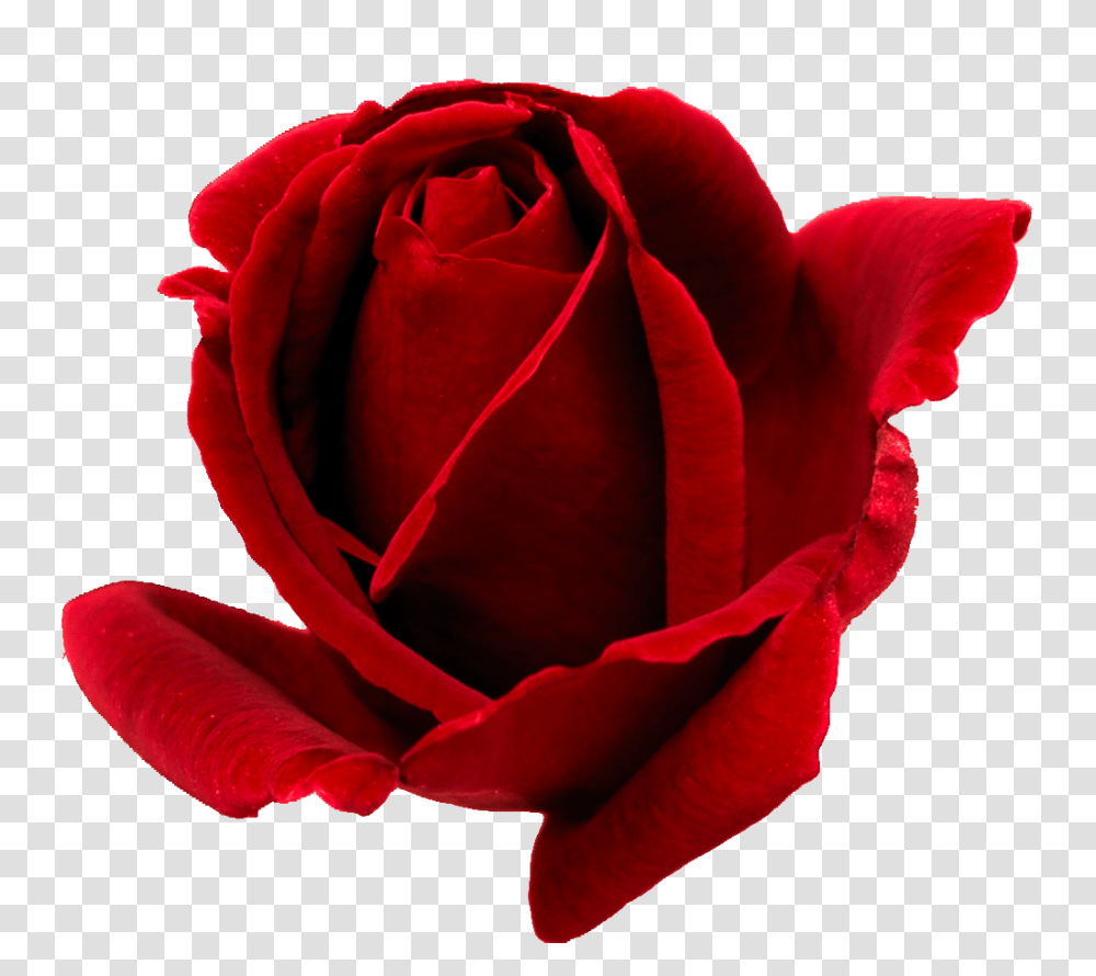 Red Free Download, Rose, Flower, Plant, Blossom Transparent Png