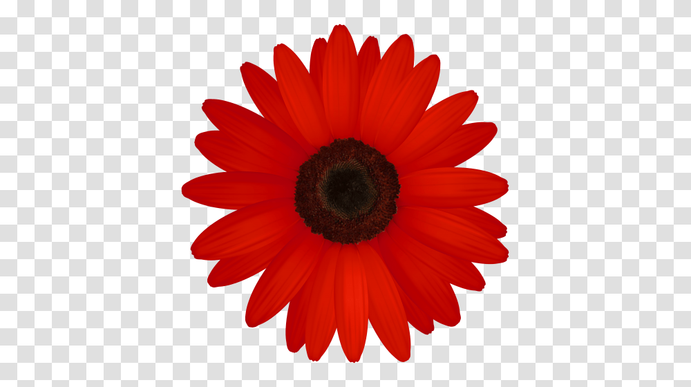 Red Gerber Clipart Clip Art Flowers Clip Art, Plant, Daisy, Daisies, Blossom Transparent Png