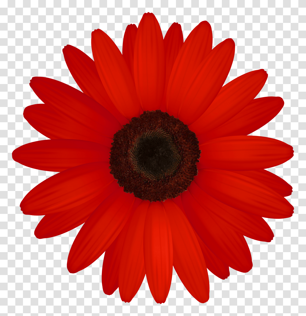 Red Gerber Clipart, Plant, Flower, Blossom, Daisy Transparent Png