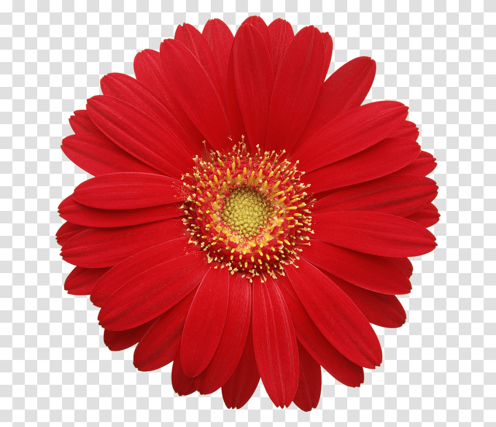 Red Gerber Daisy Clipart Cards Flowers Daisy Gerbera, Plant, Petal, Blossom, Daisies Transparent Png