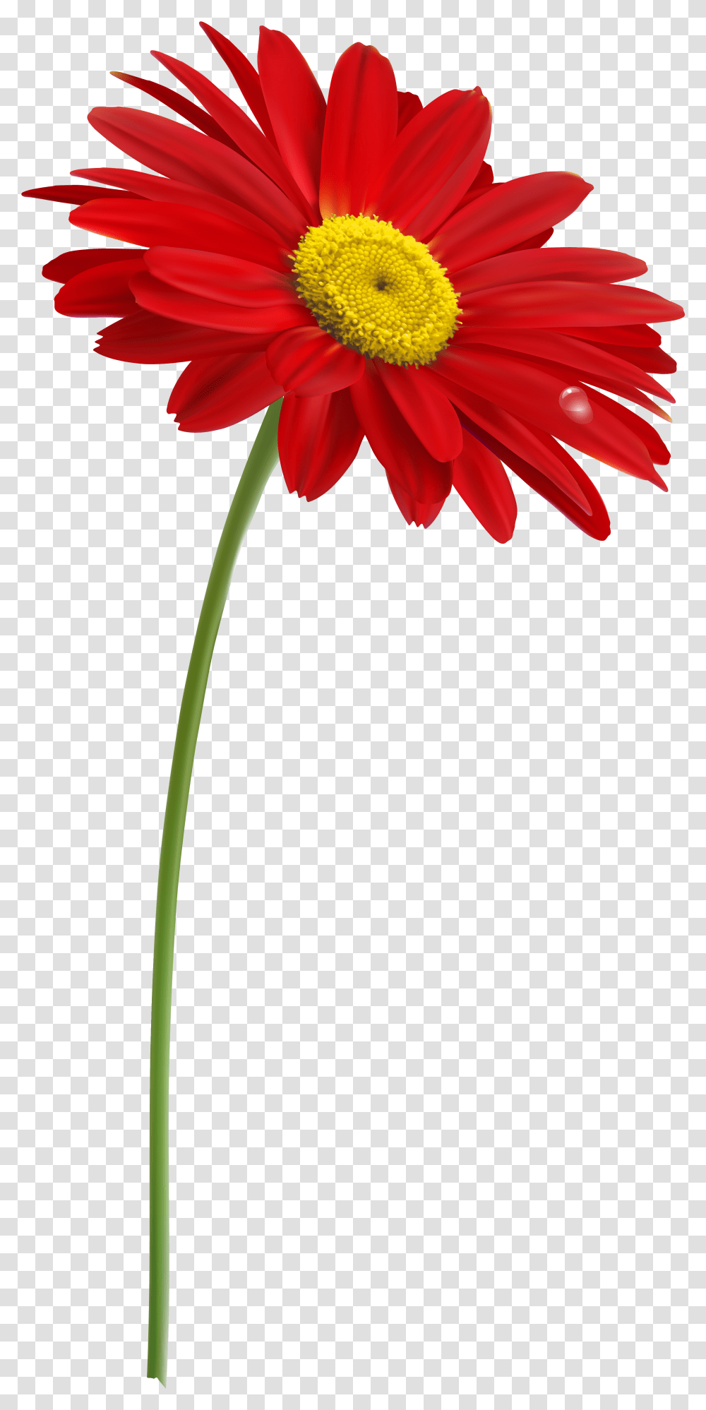 Red Gerber With Stem Clipart Image Flower Stem, Plant, Blossom, Daisy, Daisies Transparent Png