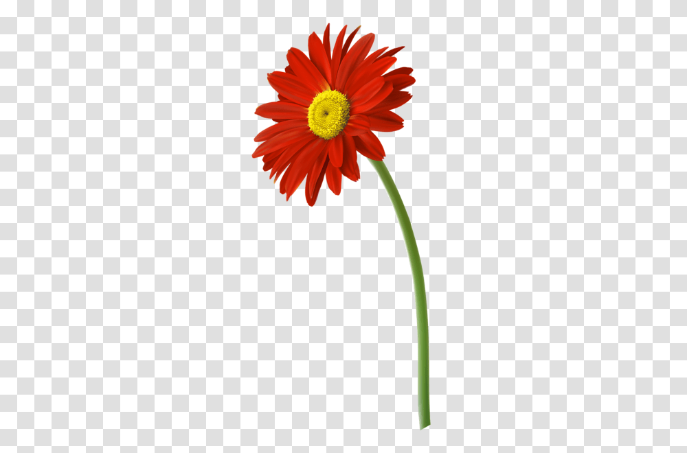 Red Gerbera Flower Clip Art Image Aa Flores, Plant, Blossom, Daisy, Daisies Transparent Png