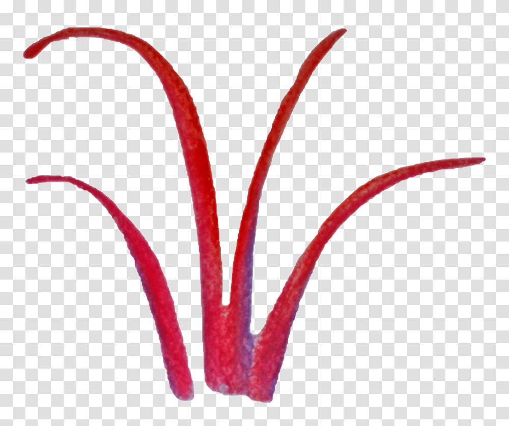 Red Grass Decorative Free Download Vector, Plant, Produce, Food, Vegetable Transparent Png