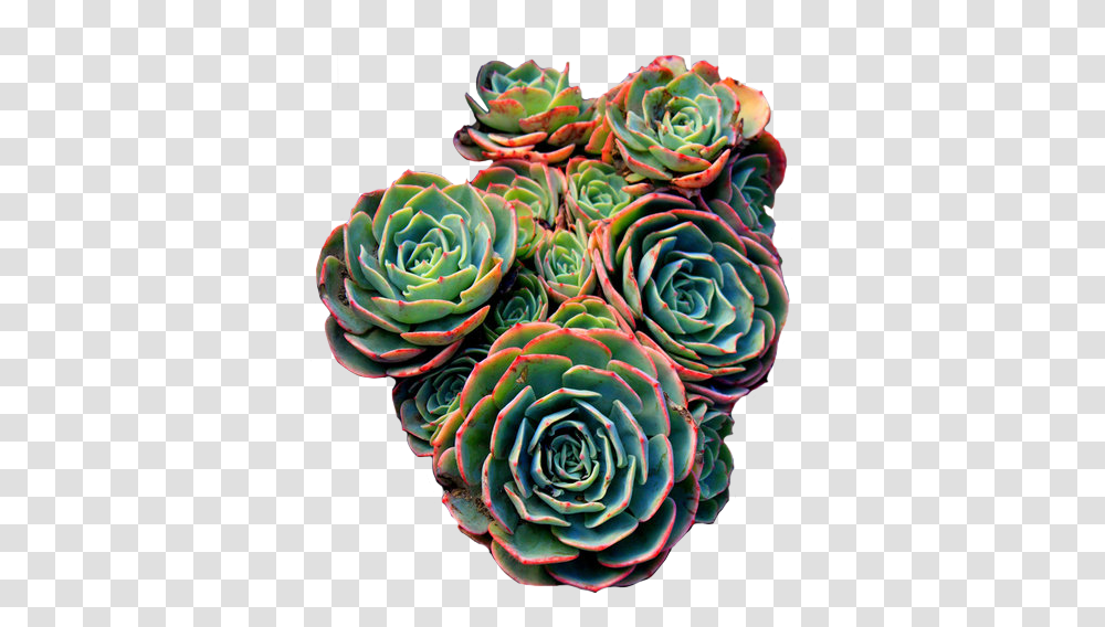 Red Green Pattern Image Of Succulent, Ornament, Fractal, Rose, Flower Transparent Png