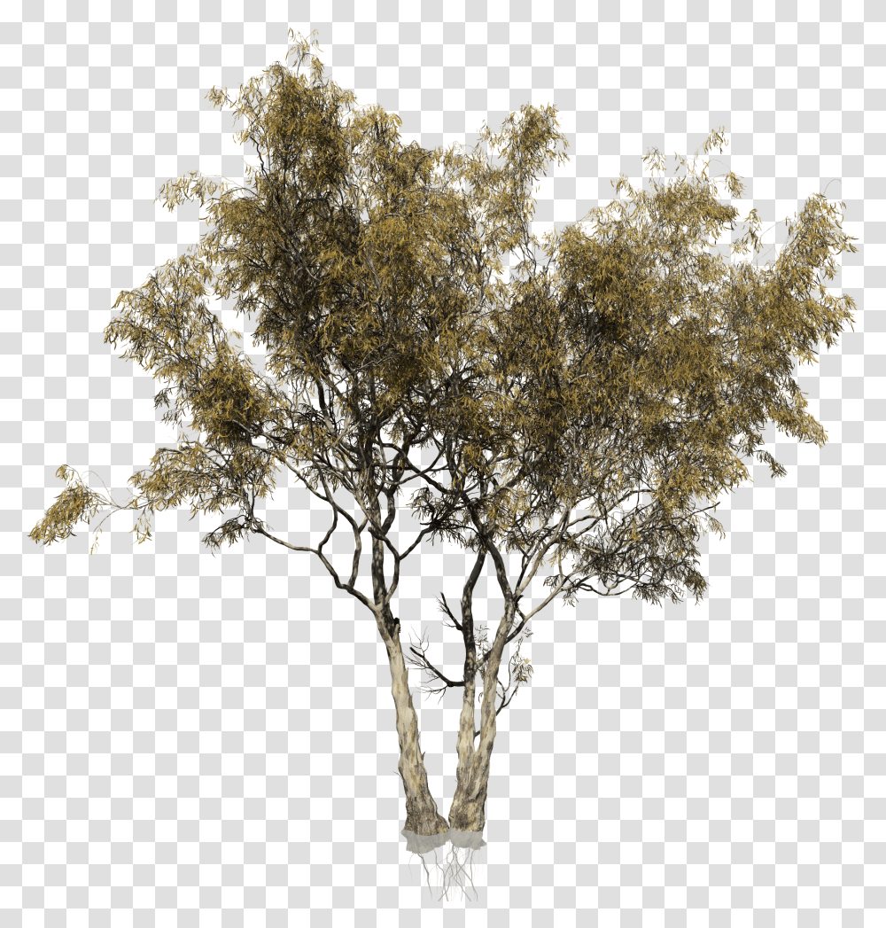Red Gum Tree, Plant, Tree Trunk, Nature, Outdoors Transparent Png