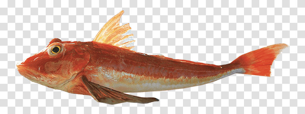 Red Gurnard Red Gurnard, Fish, Animal, Cod, Aquatic Transparent Png
