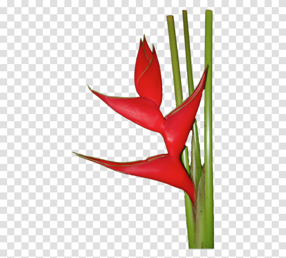 Red Heliconia Heliconia Flower Gif, Plant, Petal, Chair, Amaryllidaceae Transparent Png