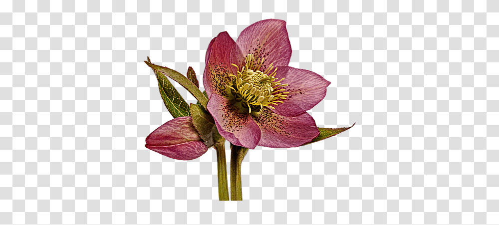 Red Hellebore Background Beach Sheet Hellebore, Plant, Pollen, Flower, Blossom Transparent Png